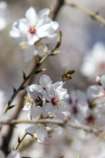 Datos de medio siglo revelan por qué las abejas dan menos miel