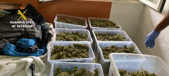 Confirma la condena a un año por tener 800 plantas de cannabis
