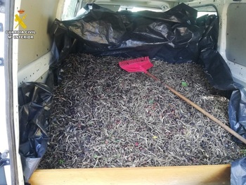 La Guardia Civil recupera siete toneladas de aceitunas robadas