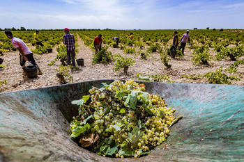 Agricultura activa la cosecha en verde de uva de vinificación