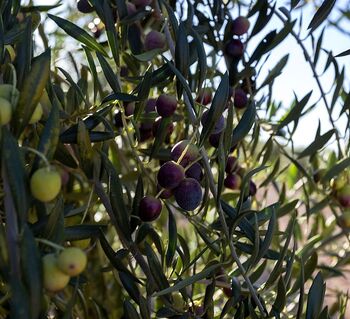 El Campo de Montiel confía en que llegue el regadío del olivar